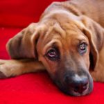 Hundelorte efterlades overalt: Det er faktisk ulovligt