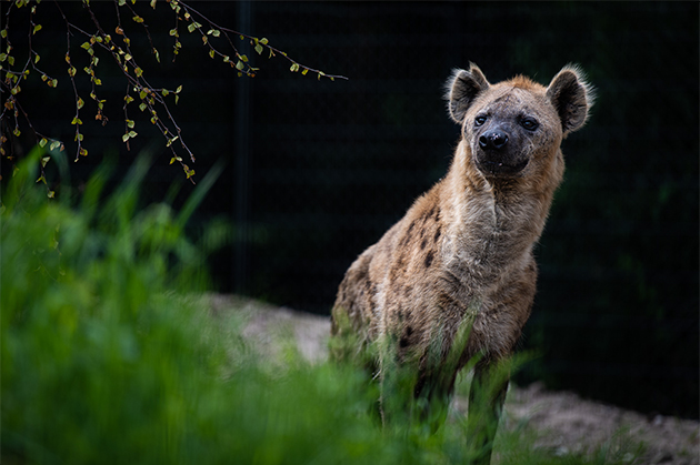 Fascinerende hyæner sluppet løs i naturtro landskab