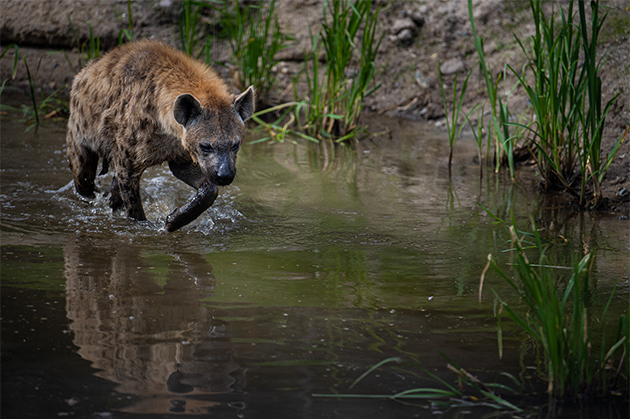 Fascinerende hyæner sluppet løs i naturtro landskab
