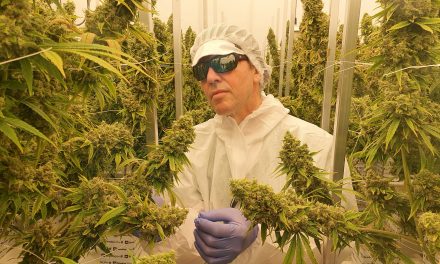 Cannabisplanter i Randers kan blive milliarder værd