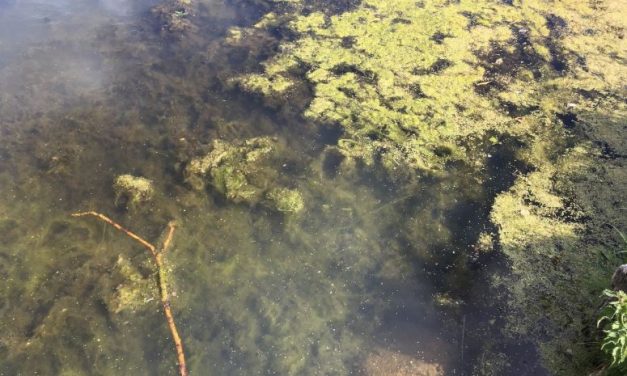 Nu er det slut med at fodre ænder: Doktorparkens sø skal være ren igen