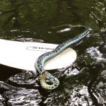 Stor slange spottet i Gudenåen: »Skræmmende – men ufarlig«